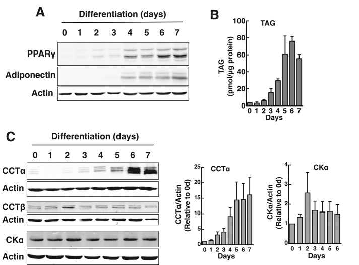 FIGURE 1: