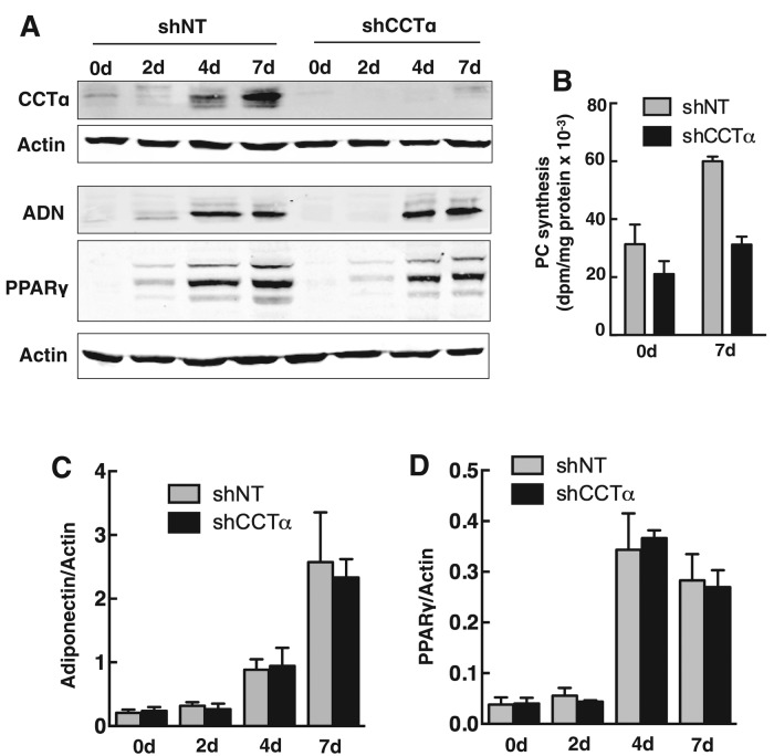 FIGURE 5: