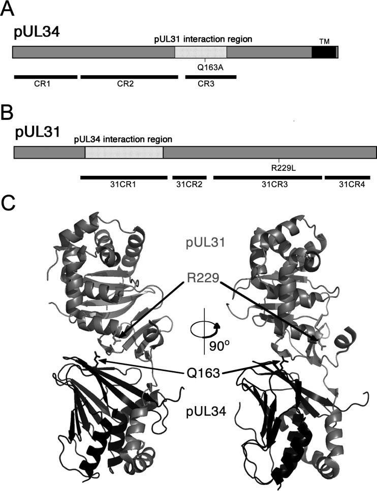 FIG 1