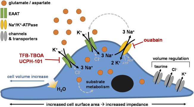 FIGURE 7