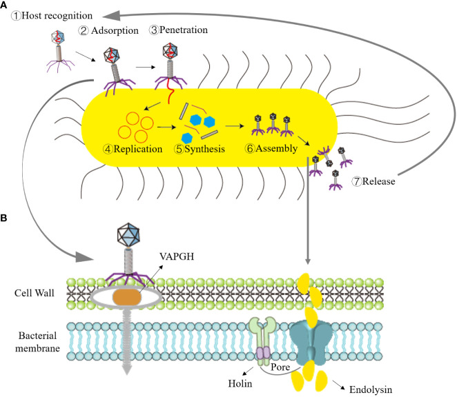 Figure 1