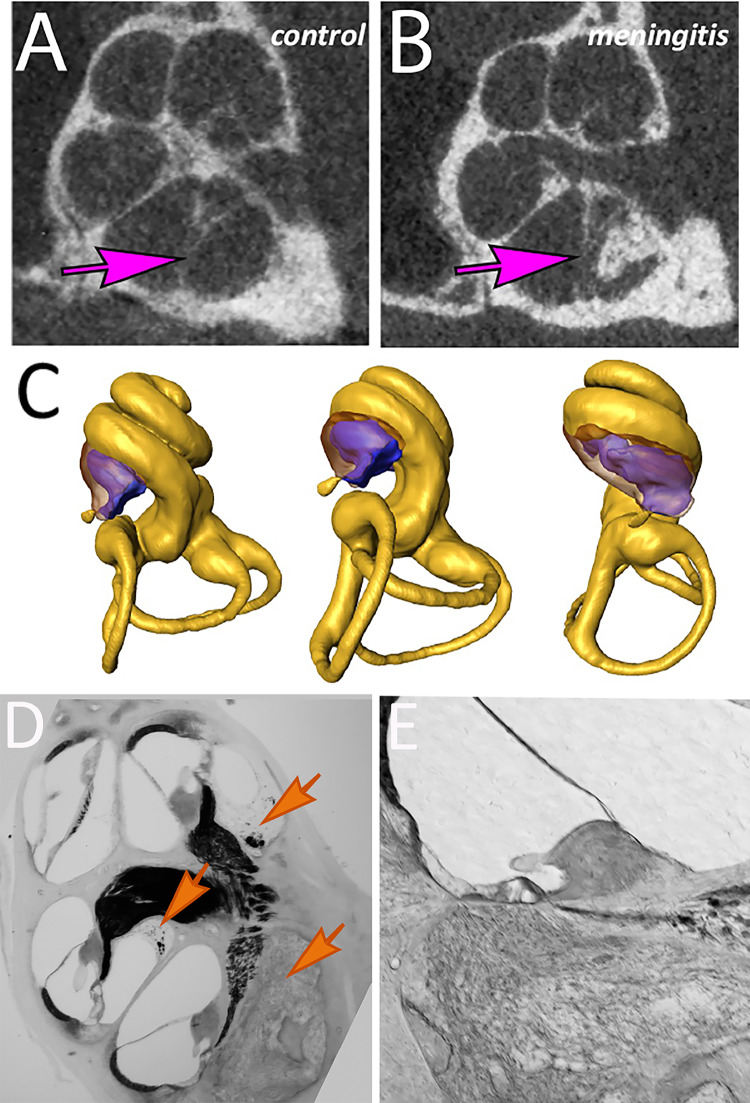 Fig. 10