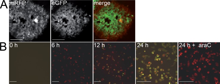 FIG 3