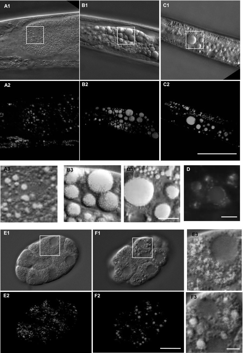 Fig. 3