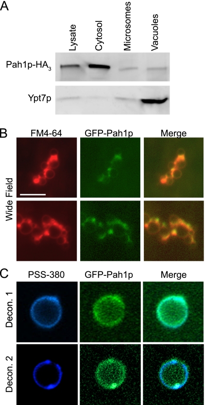 FIGURE 4.