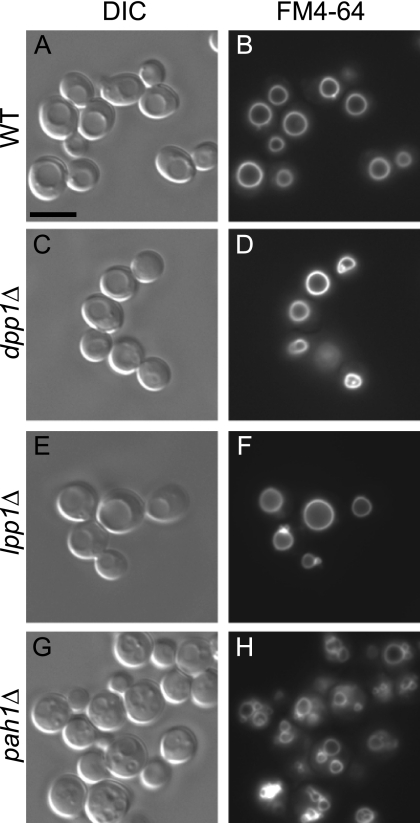 FIGURE 2.