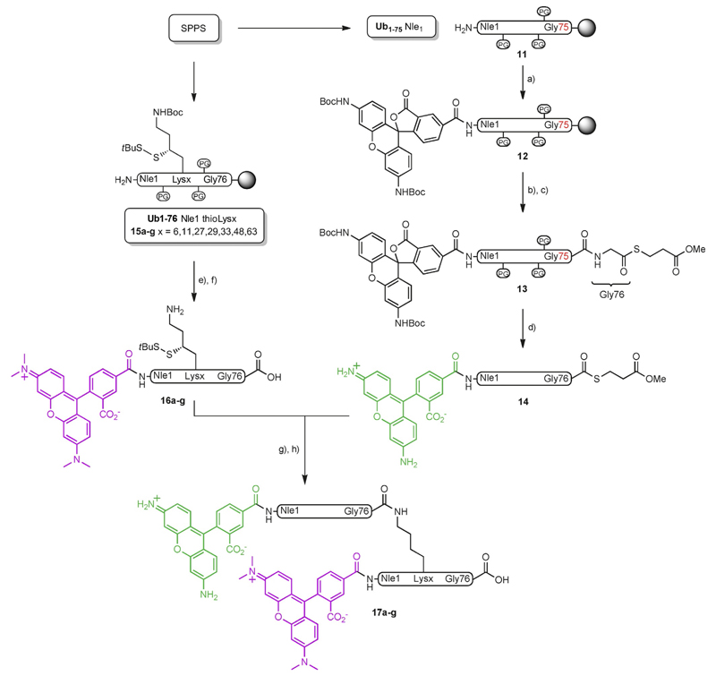 Scheme 2