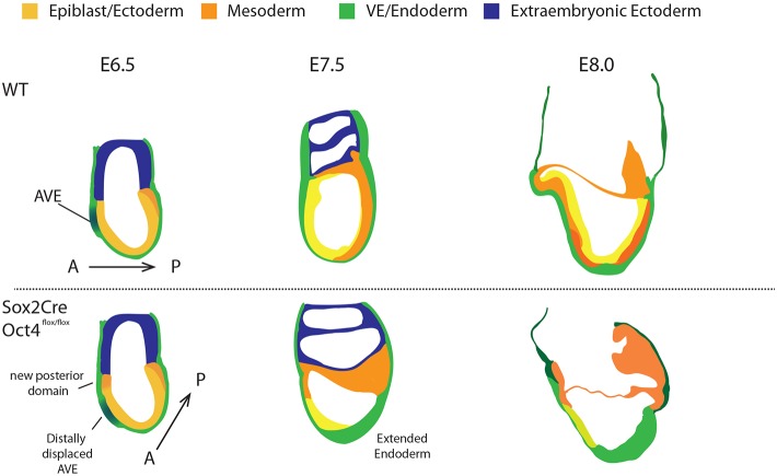 Fig. 8.