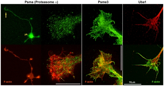 Figure 13