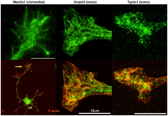 Figure 12