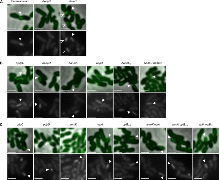 FIG 1