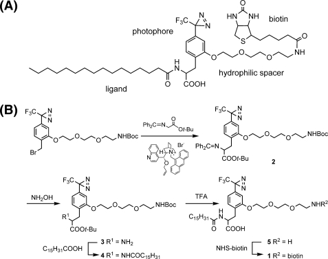 FIGURE 1.