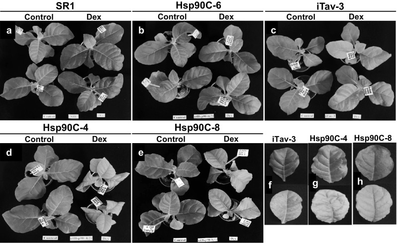 Fig. 4