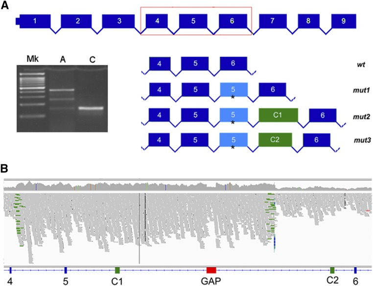 Figure 5