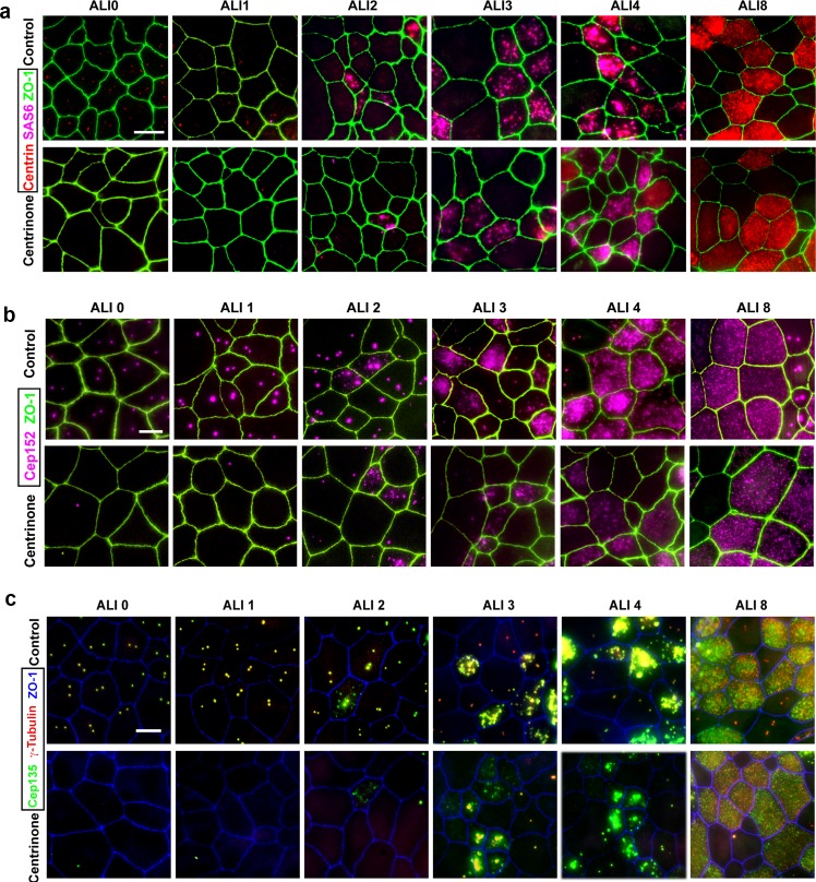 Figure 2—figure supplement 1.