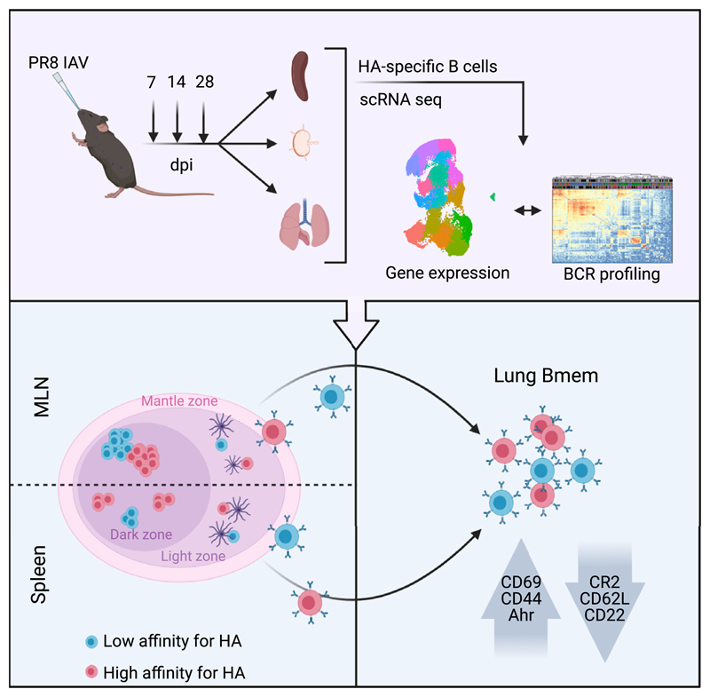 Graphical abstract