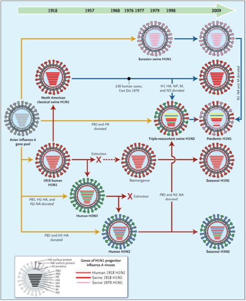 Genetic Relationships among Human and Relevant Swine Influenza Viruses, 1918-2009