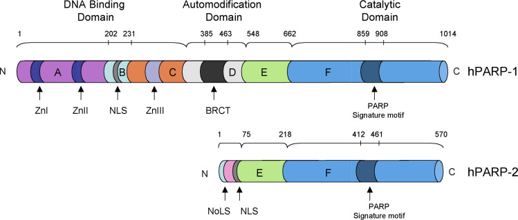 Fig. 1