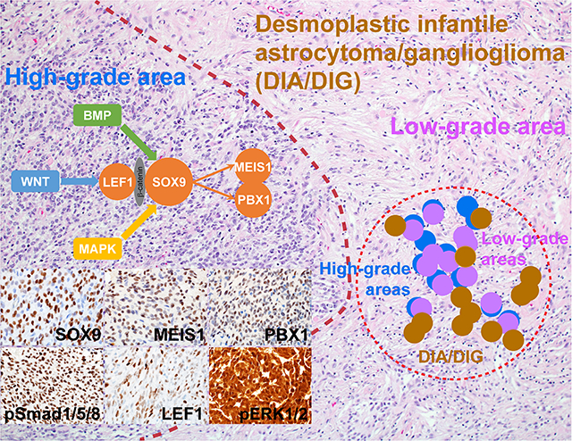 graphic file with name nihms-1793241-f0001.jpg