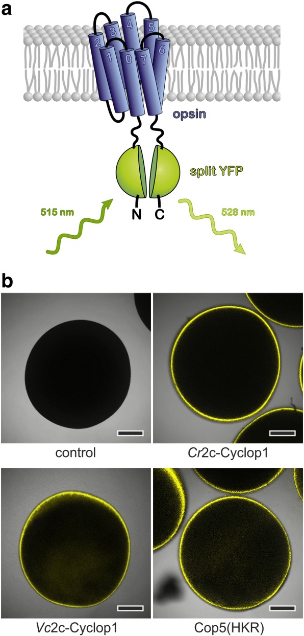 Fig. 2