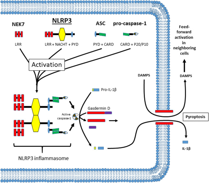 FIGURE 1