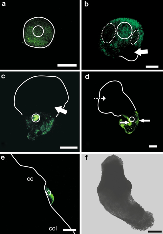 Fig. 3