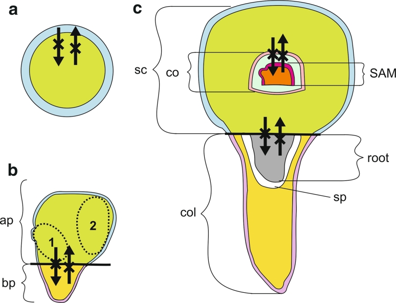 Fig. 5