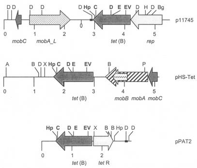 FIG. 1.