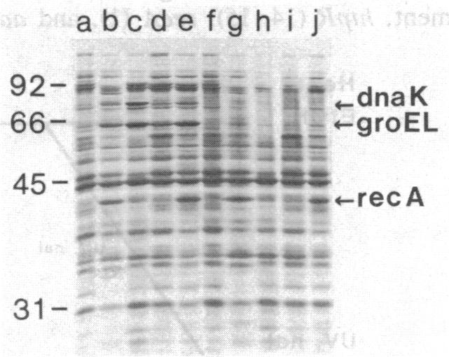 graphic file with name pnas00606-0221-c.jpg