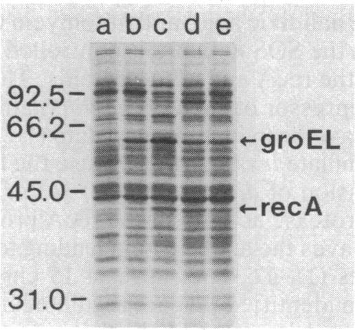 graphic file with name pnas00606-0220-a.jpg