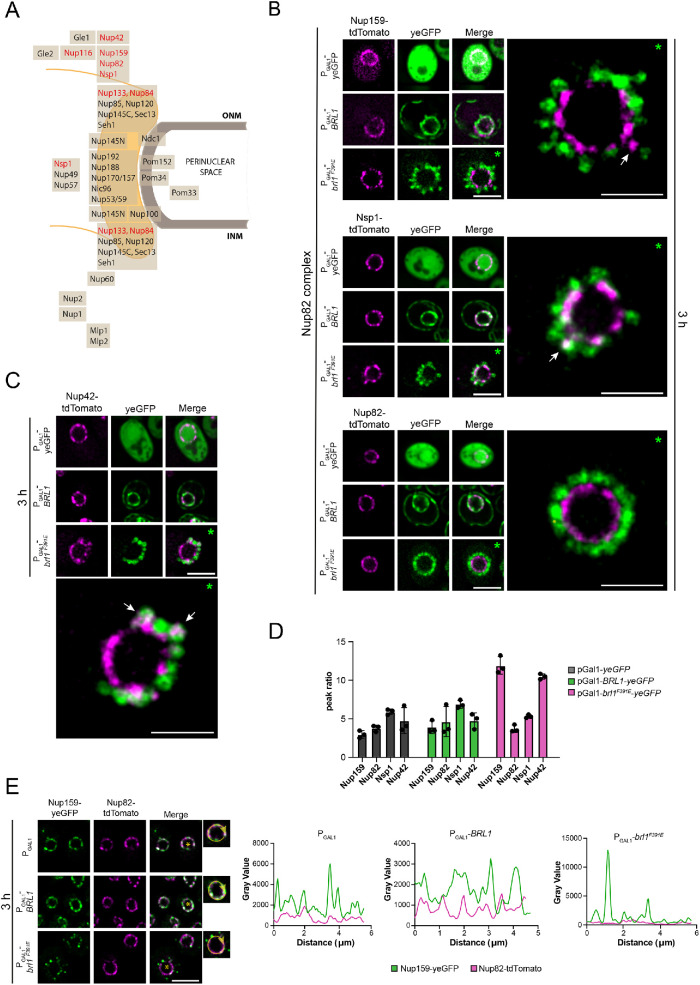 FIGURE 4: