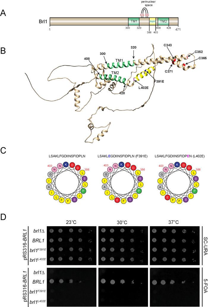 FIGURE 1: