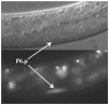 Fig. 3.