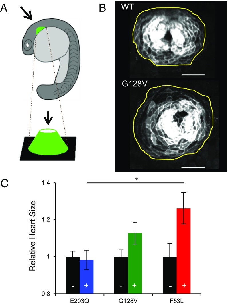 Fig. 2.