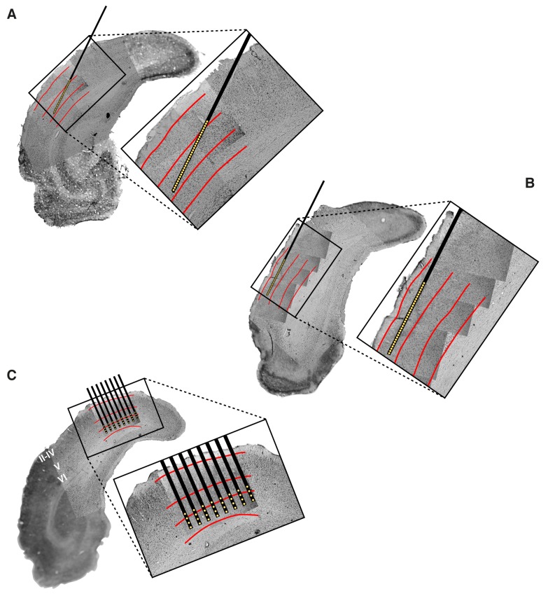 Figure 1—figure supplement 1.