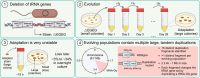 Graphical Abstract