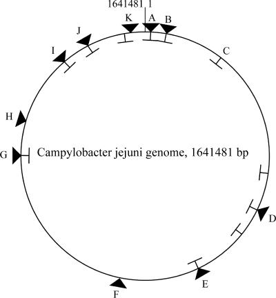 FIG. 1.