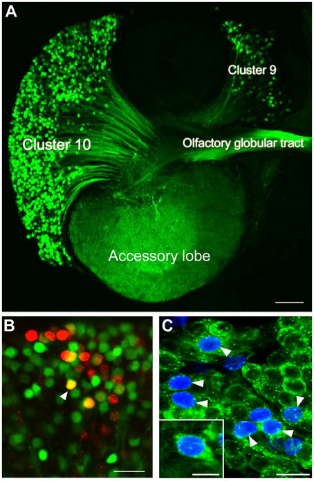 Figure 7