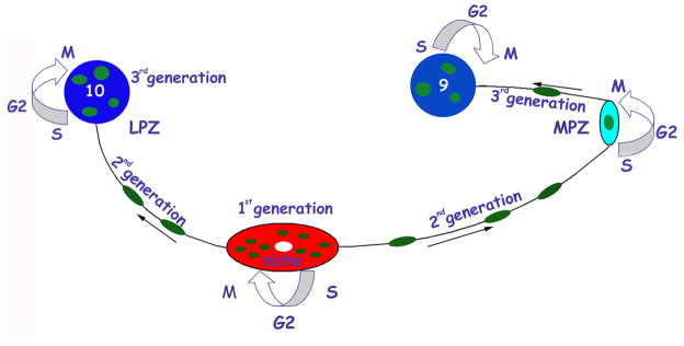 Figure 8