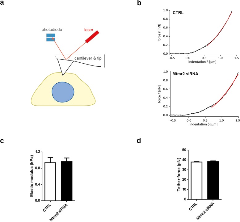 Figure 4—figure supplement 2.