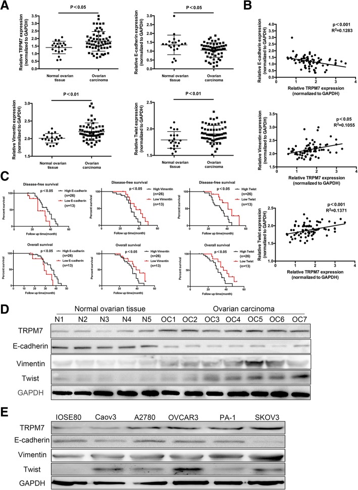 TRPM7 promotes the epithelial–mesenchymal transition in ovarian cancer ...