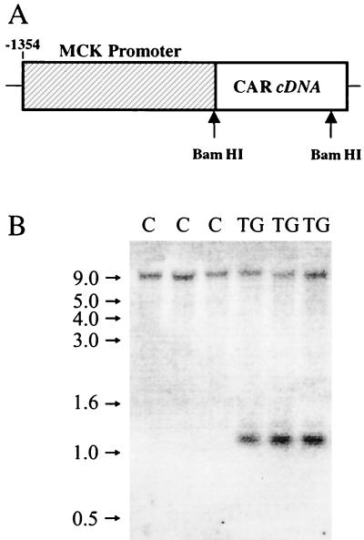 FIG. 1