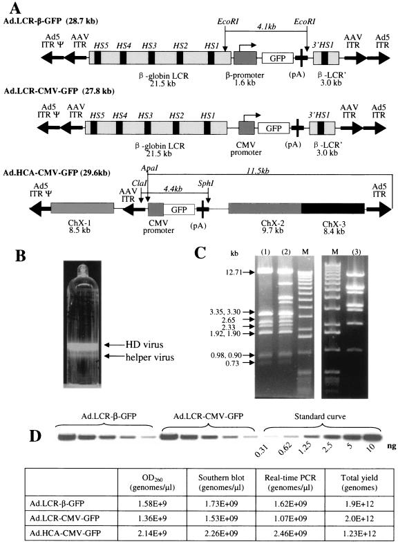 FIG. 1.