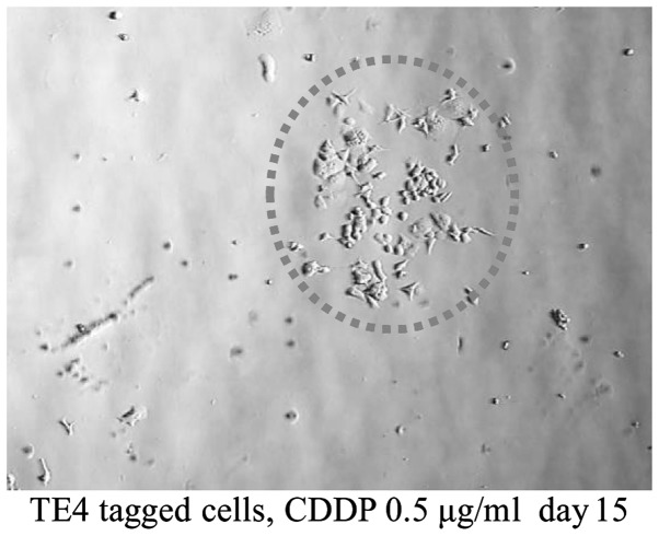 Figure 5