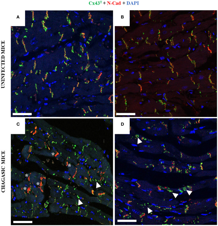 Figure 4