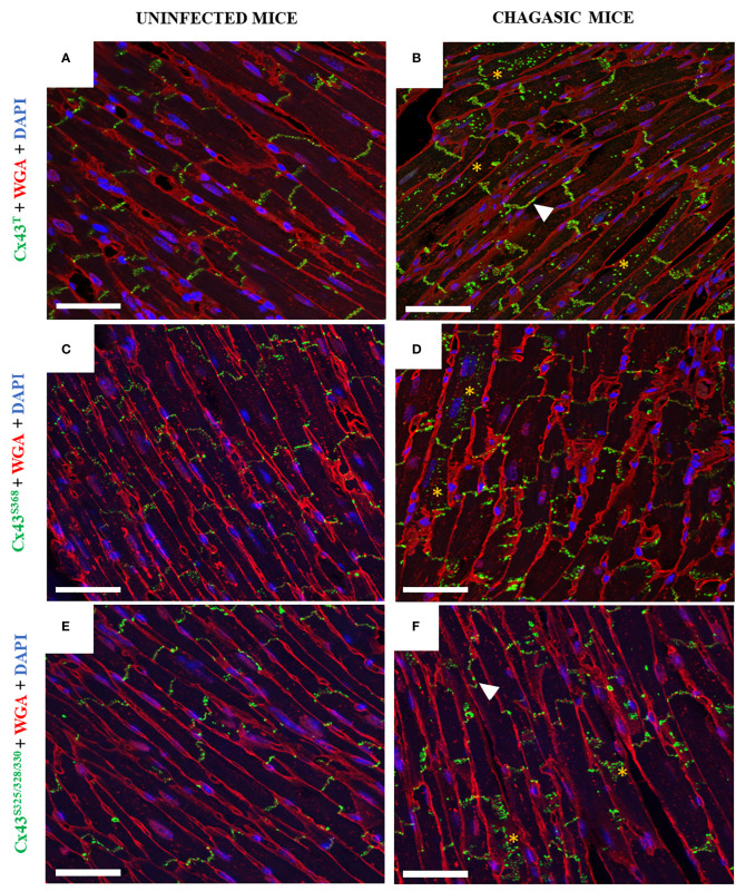 Figure 3