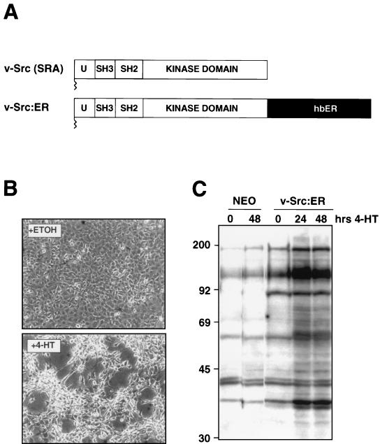 FIG. 6