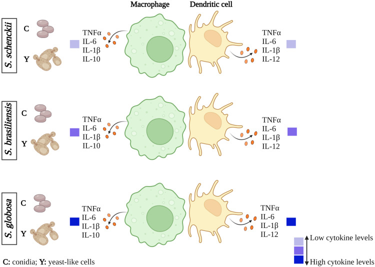 Figure 11