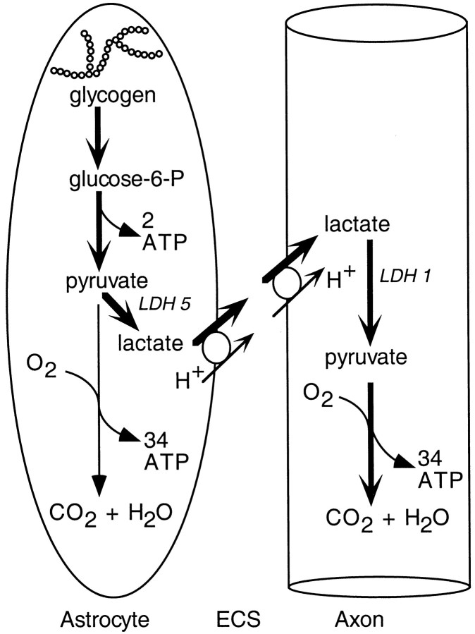 Fig. 8.