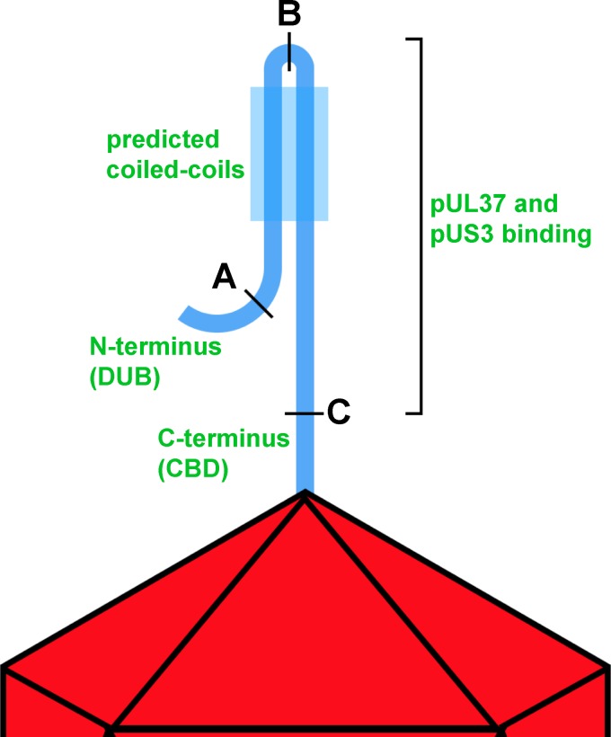 FIG 6